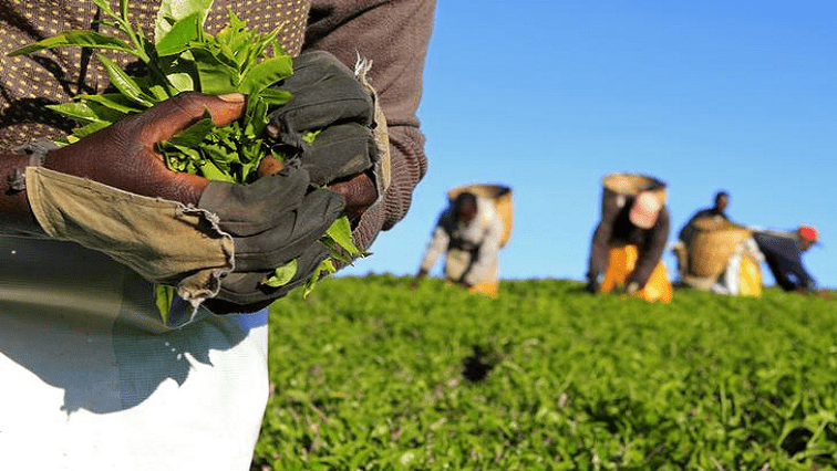 People working on a farm.